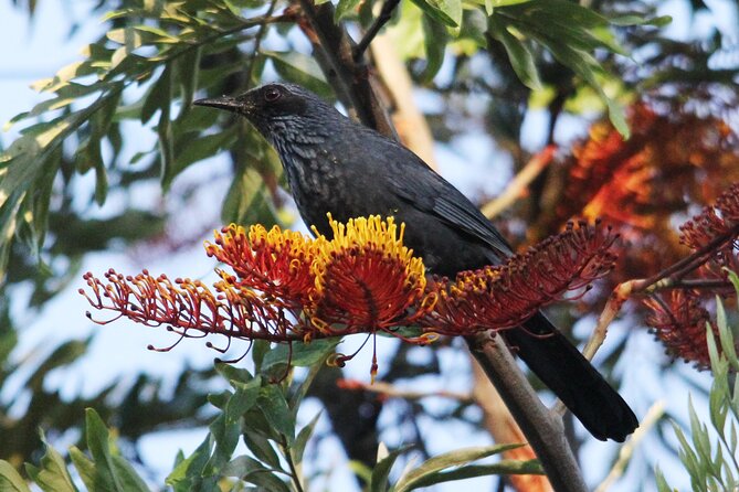 SIerra Madre Highland bird and Tuito - The value of the all-inclusive format