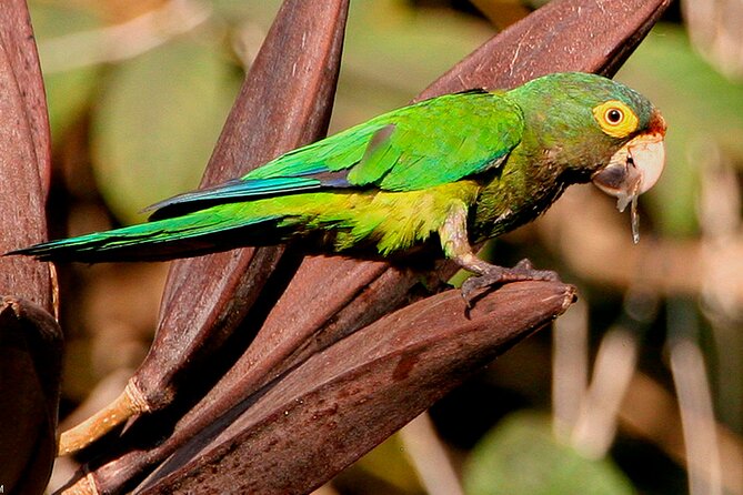 SIerra Madre Highland bird and Tuito - How to get the most from the birding