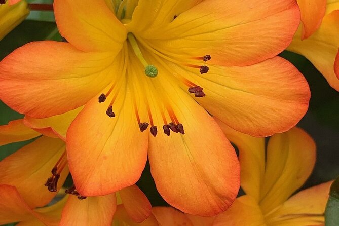 Skip the Line: Vallarta Botanical Garden Admission Ticket - Lunch at Hacienda de Oro Restaurant