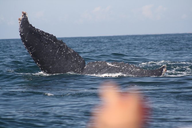 Small-Group Half-Day Whale-Watching Tour in Puerto Vallarta - Setting out from Marina Vallarta