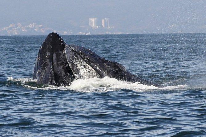 Small-Group Half-Day Whale-Watching Tour in Puerto Vallarta - Thalia, Pilar, and the science behind the sightings
