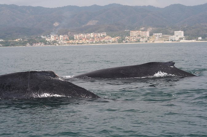 Small-Group Half-Day Whale-Watching Tour in Puerto Vallarta - Lunch after hours on the water