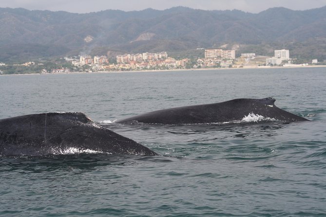 Small-Group Half-Day Whale-Watching Tour in Puerto Vallarta - What the $110 price really buys