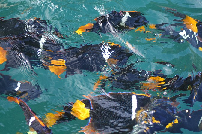 Small Group Snorkeling in Los Arcos, Puerto Vallarta - Who will get the most from this trip