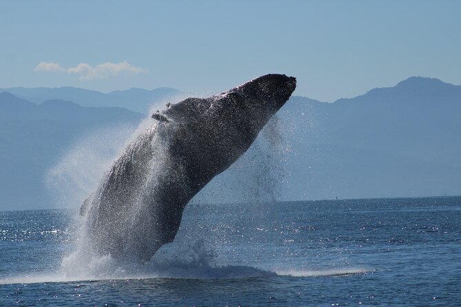 Sunsets and Whales Mega Yachts ALL INCLUSIVE: Puerto Vallarta - Setting Out Across Banderas Bay
