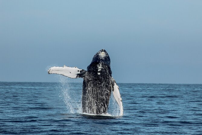 Sunsets and Whales Mega Yachts ALL INCLUSIVE: Puerto Vallarta - The Real Time Commitment