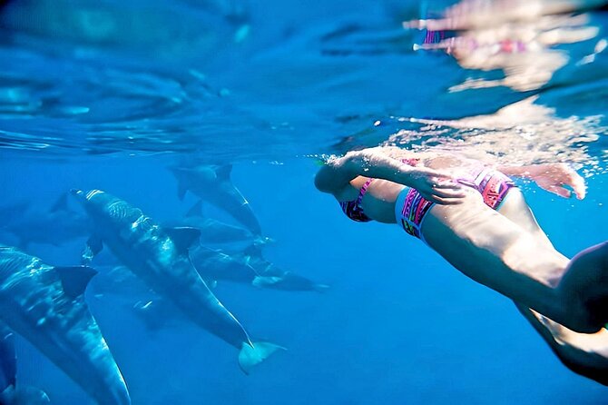 Swim and Paddle Board with Wild Dolphin Pods in Puerto Vallarta - Key points to know before you book