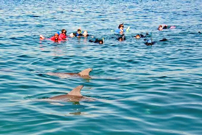 Swim and Paddle Board with Wild Dolphin Pods in Puerto Vallarta - Learning how dolphins communicate