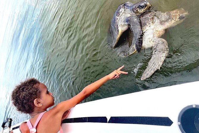 Swim and Paddle Board with Wild Dolphin Pods in Puerto Vallarta - Paddle boards offer the calmest first approach