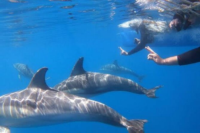 Swim and Paddle Board with Wild Dolphin Pods in Puerto Vallarta - Snorkeling beside free-swimming dolphins