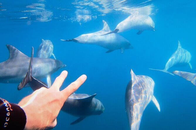 Swim and Paddle Board with Wild Dolphin Pods in Puerto Vallarta - Towable boards add speed and motion