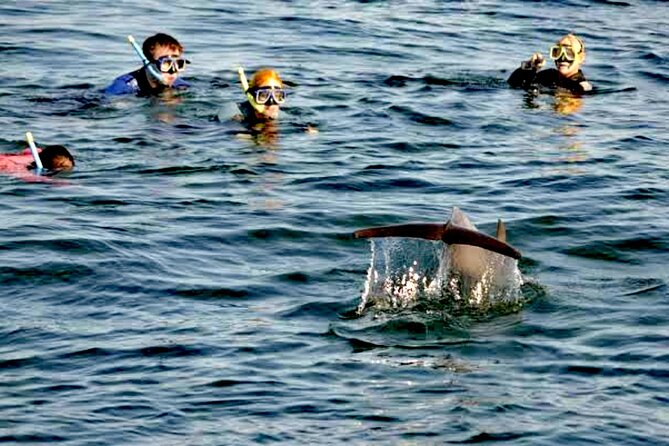 Swim and Paddle Board with Wild Dolphin Pods in Puerto Vallarta - What a good day can look like