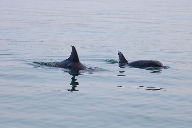 Swim and Paddle Board with Wild Dolphin Pods in Puerto Vallarta - What an off day can look like