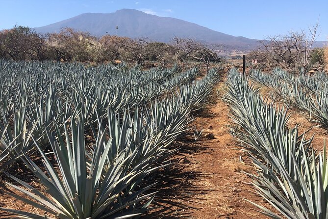 Tequila Jalisco Full Day Tour from Puerto Vallarta - Agave fields and old industrial works