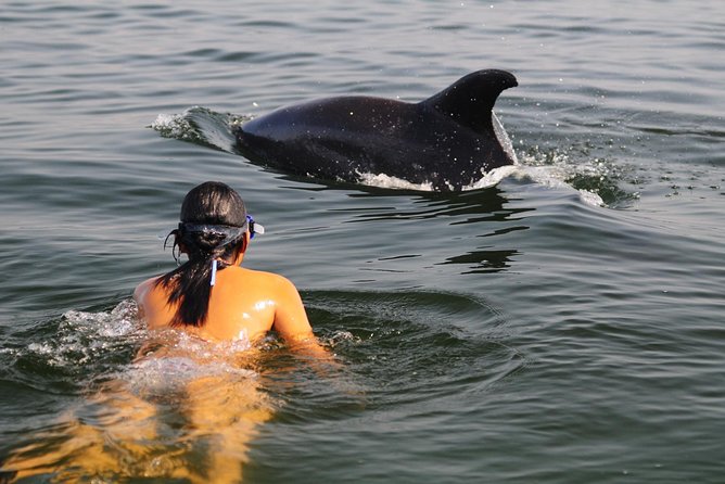 Watch and Swim with Dolphins in the Wild - Why this Puerto Vallarta dolphin tour feels different