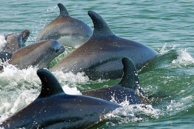 Watch and Swim with Dolphins in the Wild - Listening for dolphins with a hydrophone