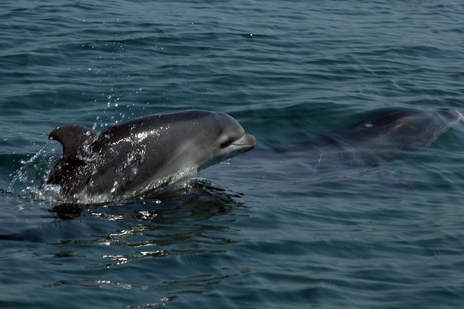 Watch and Swim with Dolphins in the Wild - The role of the biologist guide