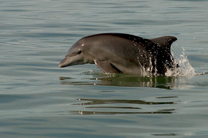 Watch and Swim with Dolphins in the Wild - Is $105 a fair price?