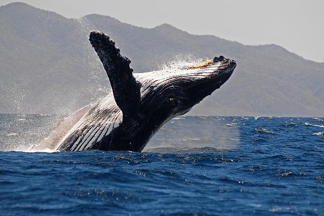 Whale and Dolphin Watching with a Biologist in Puerto Vallarta - Why Puerto Vallarta is a strong whale-watching base