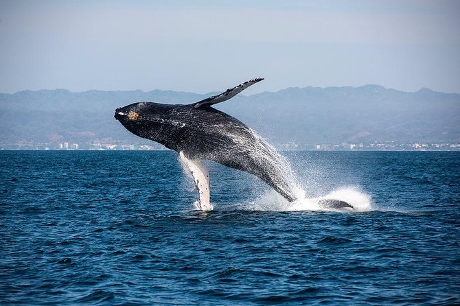 Whale and Dolphin Watching with a Biologist in Puerto Vallarta - Dolphins and the rest of the marine cast