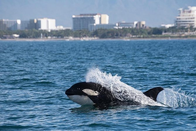 Whale and Dolphin Watching with a Biologist in Puerto Vallarta - The guides and captains make the difference