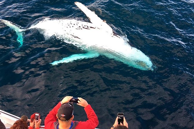 Whale & Dolphin Watching Cruise in Puerto Vallarta All Inclusive - Watching humpbacks in Puerto Vallarta Bay