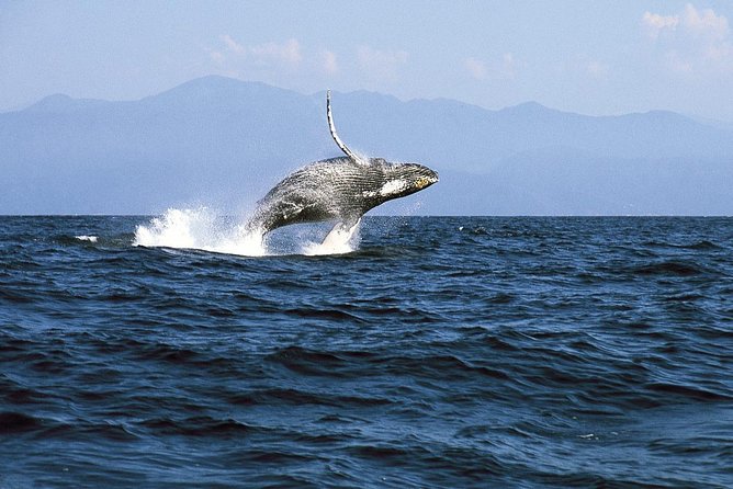Whale & Dolphin Watching Cruise in Puerto Vallarta All Inclusive - Breakfast first, then the open bar