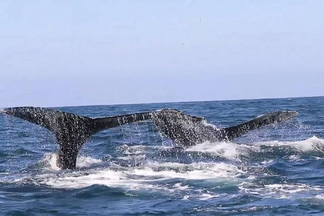 Whale & Dolphin Watching Cruise in Puerto Vallarta All Inclusive - The marine biologist and hydrophone