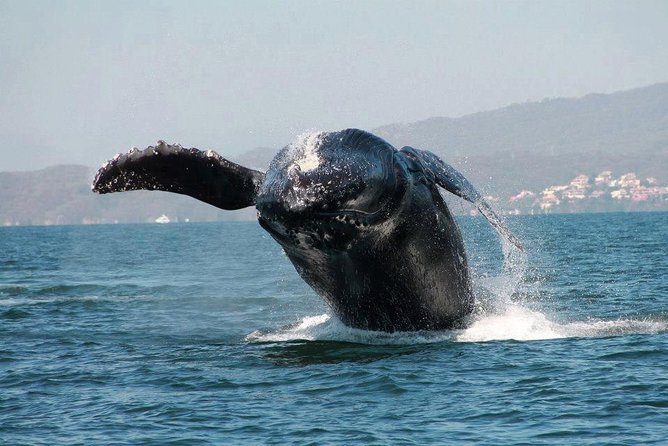 Whale & Dolphin Watching Cruise in Puerto Vallarta All Inclusive - Boat size, seating, and comfort