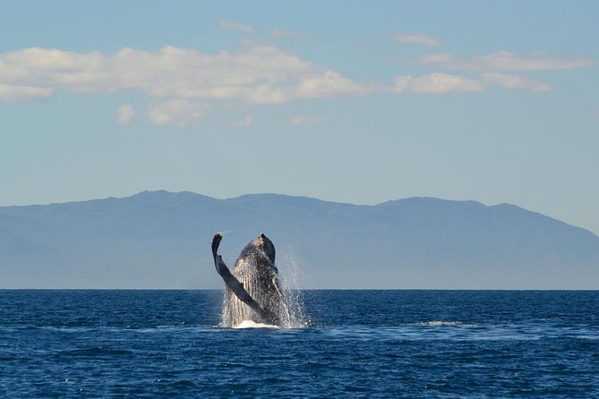 Whale & Dolphin Watching Cruise in Puerto Vallarta All Inclusive - Finding the port and paying the dock tax