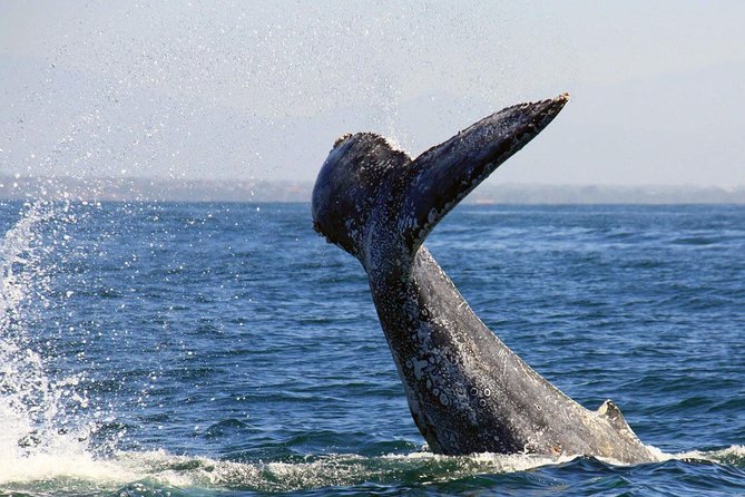 Whale & Dolphin Watching Cruise in Puerto Vallarta All Inclusive - Dolphins, sea lions, and the wider view