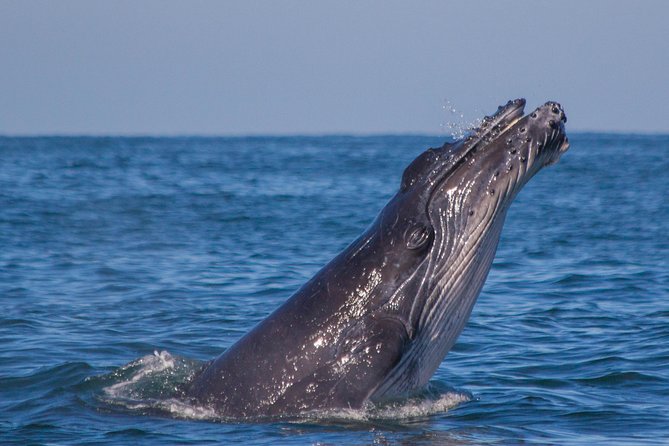 Whale Encounter Puerto Vallarta - What this Puerto Vallarta whale watch is really like