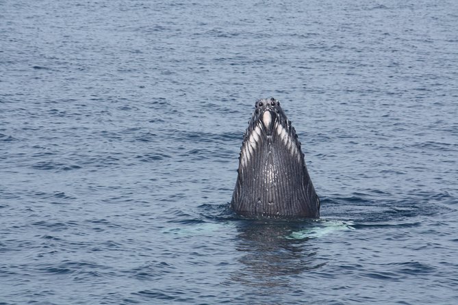 Whale Encounter Puerto Vallarta - Dolphins and other marine life