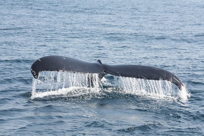 Whale Encounter Puerto Vallarta - Comfort, clothing, and practical limits