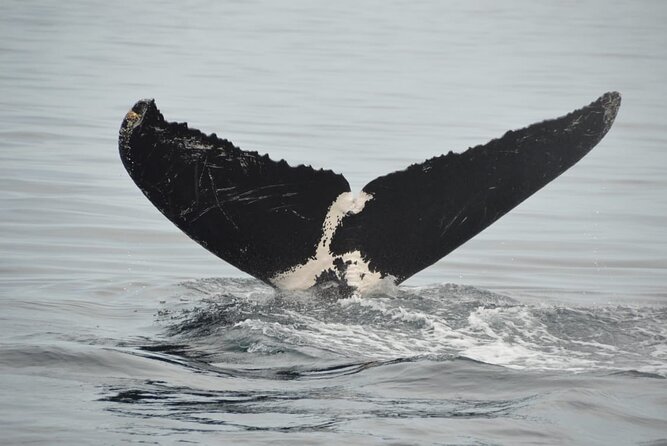 Whale watching 3 hours in Puerto Vallarta - Key points to know before you book