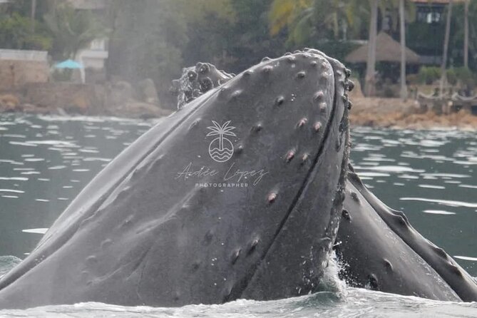 Whale watching 3 hours in Puerto Vallarta - Puerto Vallarta whales, seen from a small boat