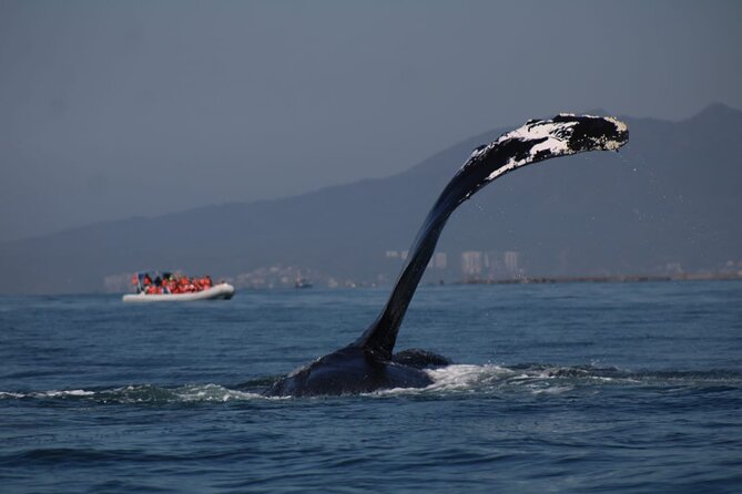 Whale watching 3 hours in Puerto Vallarta - Whale watching without a polished lecture