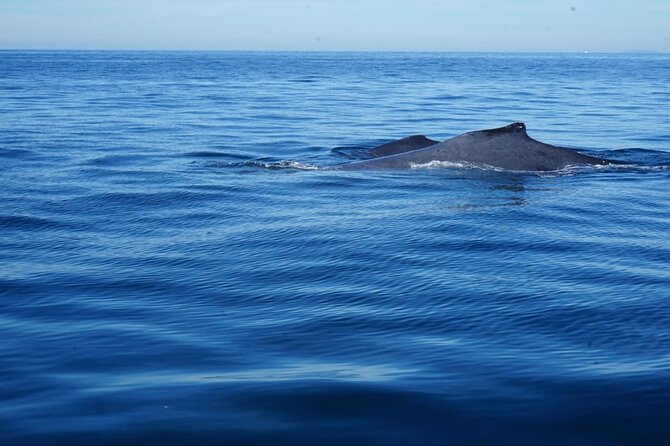 Whale watching 3 hours in Puerto Vallarta - The whale sightings and what you may see