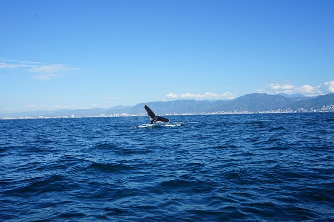 Whale watching 3 hours in Puerto Vallarta - Los Arcos, snorkeling, and an unexpected change of plan