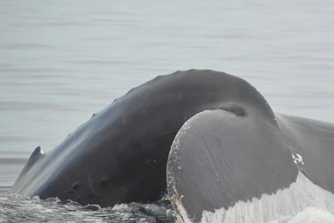 Whale watching 3 hours in Puerto Vallarta - Who will enjoy this trip most?