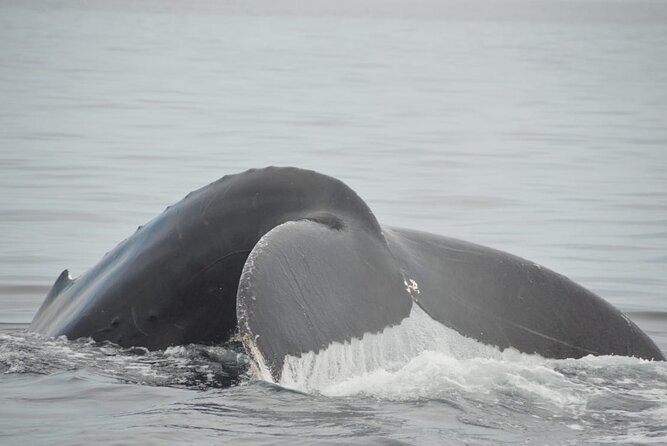 Whale watching 3 hours in Puerto Vallarta - What the boat is really like for three hours