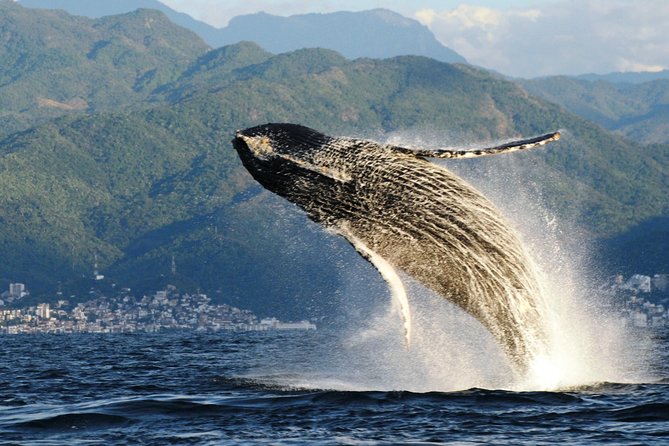Whale Watching Adventure – Led by a Marine Biologist - What the small boat is like on Banderas Bay