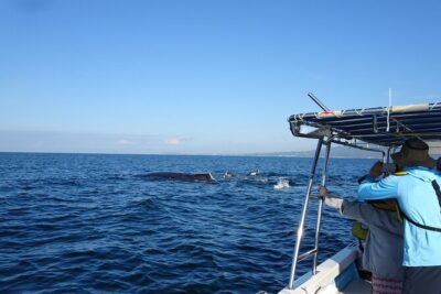 Whale Watching Adventure – Led by a Marine Biologist