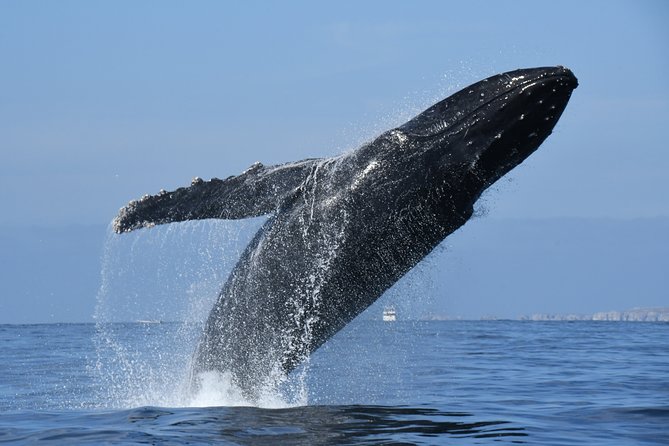 Whale Watching Adventure – Led by a Marine Biologist - Searching for humpbacks, mothers, and calves