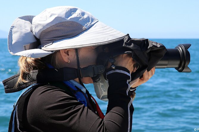 Whale Watching Adventure – Led by a Marine Biologist - Dolphins, sea turtles, and other bay life