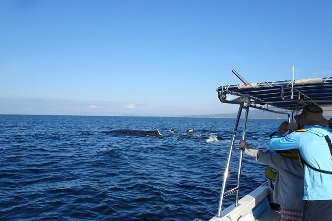 Whale Watching Adventure – Led by a Marine Biologist - The 8:30 am start at Ecotours Vallarta