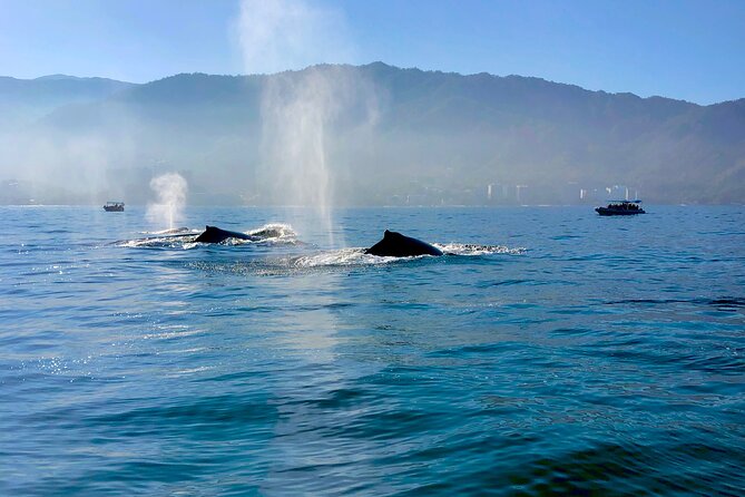 Whale Watching and Los Arcos 5 Islands Adventure - Los Arcos, Puerto Vallarta’s granite landmark
