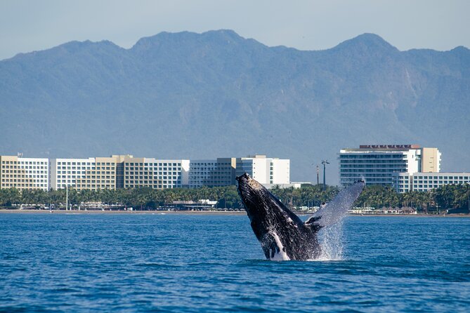 Whale Watching Cruise In Puerto Vallarta & Nuevo Vallarta - Breakfast, lunch, and the open bar