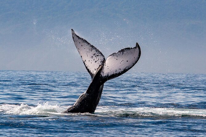 Whale Watching Cruise In Puerto Vallarta & Nuevo Vallarta - How the $99 price compares