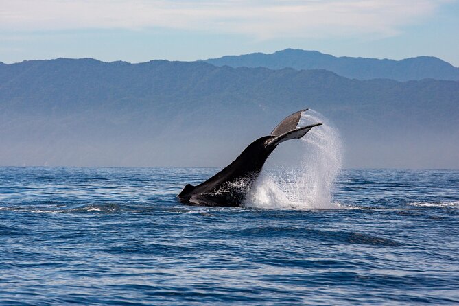 Whale Watching Cruise In Puerto Vallarta & Nuevo Vallarta - Who should book this Puerto Vallarta whale tour